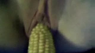 Uma porca frente a camera