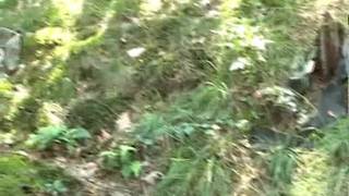 Martin e seus amigos fodem na floresta!