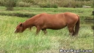 O melhor sexo anal é feito na fazenda