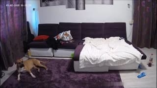 Verifique a sua idade