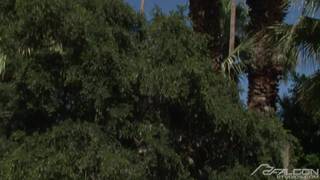 Verifique a sua idade